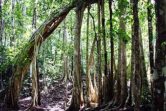 El Mirador banyan trees and strangler figs